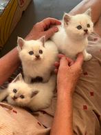 Britse Korthaar kitten met stamboom, Dieren en Toebehoren, Katten en Kittens | Raskatten | Korthaar, Meerdere dieren, Gechipt