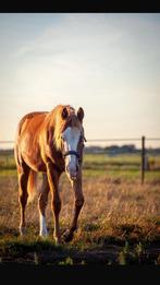 Quater horse, Dieren en Toebehoren, Paarden, Minder dan 160 cm, Gechipt, 0 tot 2 jaar, Hengst