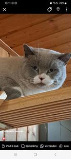 Dekkater Timon (NIET TE KOOP)voor dekking ., Dieren en Toebehoren, Katten en Kittens | Dekkaters