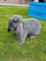 Franse hangoor, Dieren en Toebehoren, Mannelijk, Groot, Hangoor