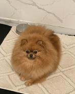 Prachtige Pomerianan teef SM/CM en PL vrij bevonden, Dieren en Toebehoren, Teef, Eén hond, 3 tot 5 jaar, Nederland