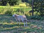 Swifter schapen stamboek ooilammeren, Vrouwelijk, Schaap, 0 tot 2 jaar