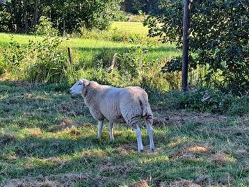 Swifter schapen stamboek ooilammeren    beschikbaar voor biedingen