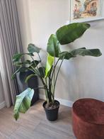 Strelitzia Nicolai - P29 - Beschadigd, Ophalen, 100 tot 150 cm, Overige soorten, Halfschaduw