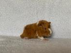 Saffraan-wit peruvian AD cavia beertje, Dieren en Toebehoren, November, Mannelijk, Cavia