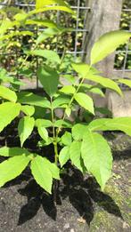Walnoten boom, Tuin en Terras, Planten | Bomen, Ophalen, In pot, 100 tot 250 cm
