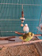 Grote kooi Met 2 Tamme parkieten, Dieren en Toebehoren, Meerdere dieren, Parkiet, Tam
