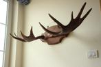 Taxidermie eland gewei, Verzamelen, Ophalen, Gebruikt, Hert, Gewei of Kop