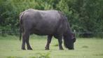 Buffalo milk gezocht (waterbuffelmelk), Dieren en Toebehoren, Meerdere dieren