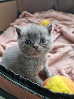 Britse korthaar kitten, Poes, Ontwormd, 0 tot 2 jaar