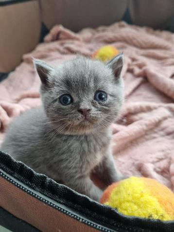 Britse korthaar kitten  beschikbaar voor biedingen