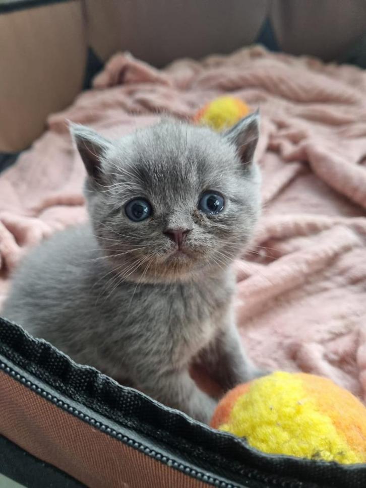 Britse korthaar kitten, Dieren en Toebehoren, Katten en Kittens | Raskatten | Korthaar, Poes, 0 tot 2 jaar, Ontwormd, Ingeënt