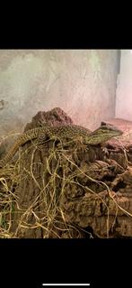 1.0 varanus acanthurus met terrarium, Hagedis, Met terrarium, 3 tot 6 jaar