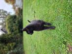 Katten en kittens, Kater