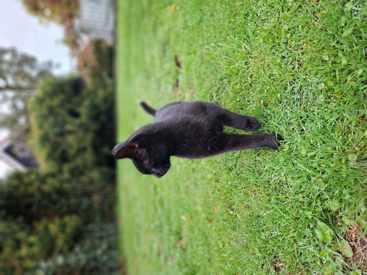 Katten en kittens, Dieren en Toebehoren, Katten en Kittens | Overige Katten, Kater