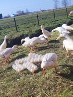 || Broedeieren || Indische Loopeenden (Loop eend), Geslacht onbekend, Eend