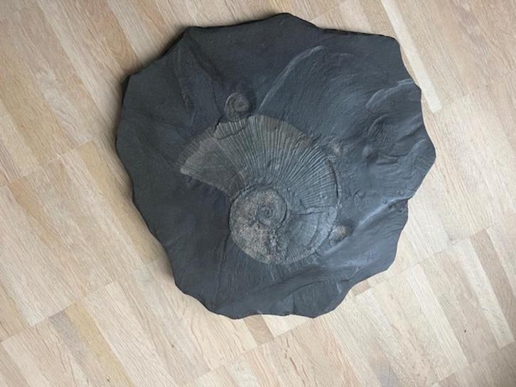 fossiel, Verzamelen, Mineralen en Fossielen, Fossiel, Ophalen of Verzenden