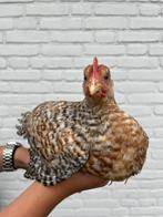 Bielefelder hanen, Dieren en Toebehoren, Pluimvee, Mannelijk, Kip