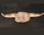 Stierhoorns hoorn taxidermie, Ophalen of Verzenden, Zo goed als nieuw, Boerderijdier, Opgezet dier