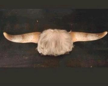 Stierhoorns hoorn taxidermie  beschikbaar voor biedingen