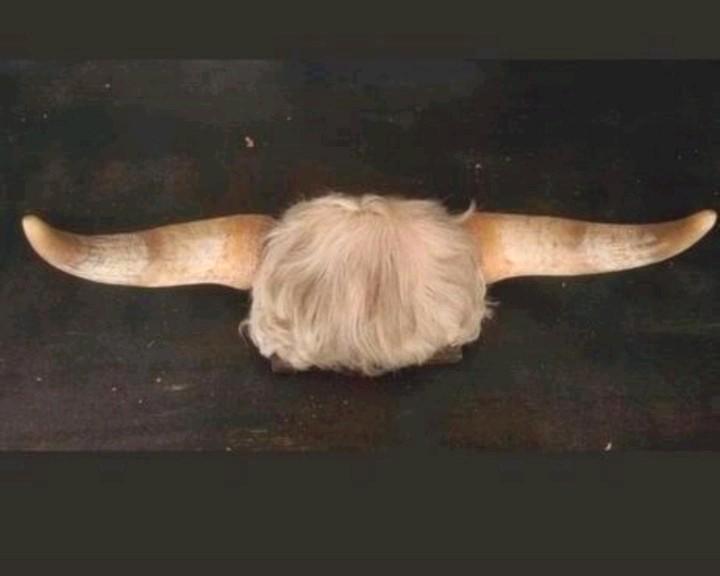 Stierhoorns hoorn taxidermie, Verzamelen, Dierenverzamelingen, Zo goed als nieuw, Opgezet dier, Boerderijdier, Ophalen of Verzenden