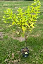 Pluim hortensia 150 cm Limelight op stam, Tuin en Terras, Planten | Struiken en Hagen, Ophalen, Hortensia, Minder dan 100 cm
