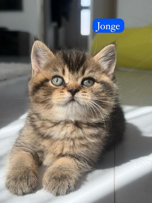 prachtige britse korthaar kittens  nog 1 poesje beschikbaar, Dieren en Toebehoren, Katten en Kittens | Raskatten | Korthaar, Meerdere dieren