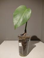 Monstera Variegata Reverted, Huis en Inrichting, Kamerplanten, Ophalen of Verzenden, Halfschaduw, Minder dan 100 cm