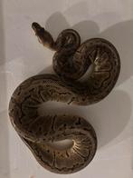 1.0 Lemonblast koningspython 2021, Dieren en Toebehoren, Slang, Tam, 3 tot 6 jaar