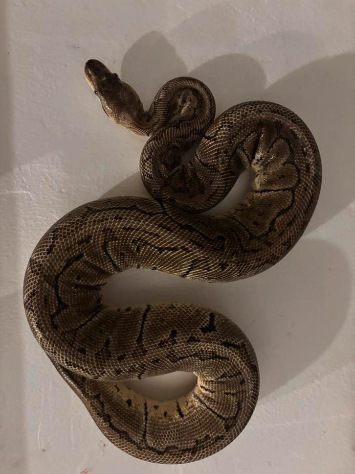 1.0 Lemonblast koningspython 2021