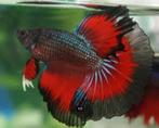 Betta Man - Koidream Valburg, Dieren en Toebehoren, Vissen | Aquariumvissen