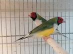 Gouldamandine mutati, Dieren en Toebehoren, Vogels | Overige Vogels, Meerdere dieren