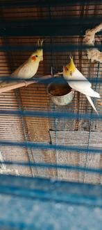 Man en Pop, Meerdere dieren