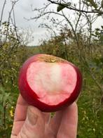 Appelboom Akane m26, Tuin en Terras, Ophalen of Verzenden, Appelboom, Lente