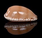 Schelpen: Cypraea comptonii 20,3mm (F+++/Gem) Australië, Ophalen of Verzenden, Schelp(en)