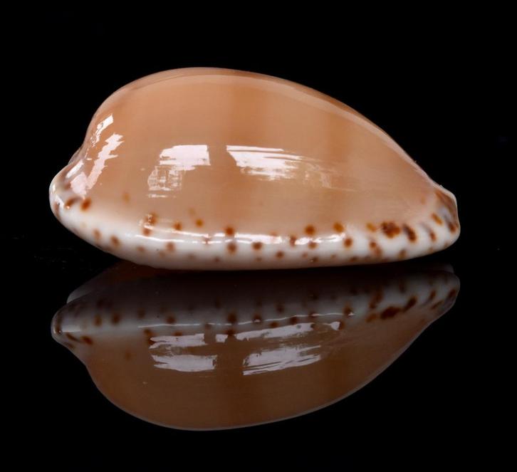 Schelpen: Cypraea comptonii 20,3mm (F+++/Gem) Australië, Verzamelen, Mineralen en Fossielen, Schelp(en), Ophalen of Verzenden