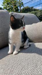 Lieve kitten ( poes), Dieren en Toebehoren, Katten en Kittens | Overige Katten, Poes