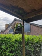 Verschillende kleuren grasparkieten, Dieren en Toebehoren, Vogels | Kanaries, Meerdere dieren, Kleurkanarie