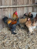Brahma s. 6 kippen met haan, Dieren en Toebehoren, Meerdere dieren, Kip
