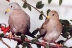 peruduifjes, Dieren en Toebehoren, Vogels | Duiven, Meerdere dieren, Overige soorten