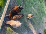 Koppel brahama’s, Meerdere dieren, Kip