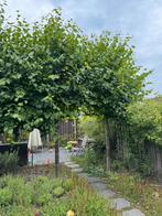 Leilinde bomen 5stuks, Tuin en Terras, Ophalen, Volle zon