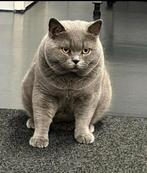 Prachtige grote britse korthaar dekkater ( niet te koop ), Dieren en Toebehoren, 3 tot 5 jaar