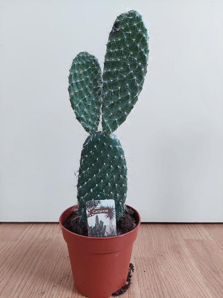 Opuntia Pylana - Schijfcactus / Konijnenoor H: 36 cm., Huis en Inrichting, Kamerplanten, Cactus, Minder dan 100 cm, Groene kamerplant