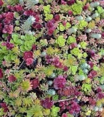 350 Sedum mix plugjes 4x4 cm beschikbaar voor biedingen