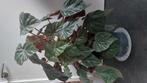 Begonia oldemor, Huis en Inrichting, Kamerplanten, Ophalen, Halfschaduw, Minder dan 100 cm