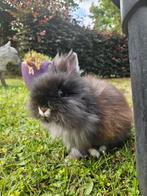 Teddydwerg, Mannelijk, Klein, 0 tot 2 jaar