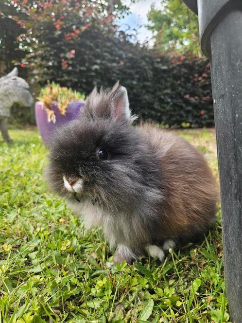 Teddydwerg, Dieren en Toebehoren, Konijnen, Klein, Mannelijk, 0 tot 2 jaar
