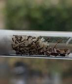 Pheidole Megacephala 50+ werksters, Dieren en Toebehoren, Mieren