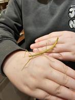 Weer volop Indische wandelende takken!, Wandelende tak